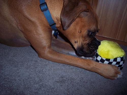 A dog image from https://images.dog.ceo/breeds/boxer/n02108089_7259.jpg