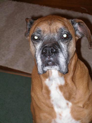 A dog image from https://images.dog.ceo/breeds/boxer/n02108089_78.jpg