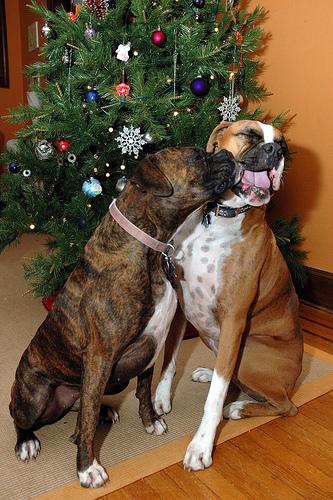 A dog image from https://images.dog.ceo/breeds/boxer/n02108089_9045.jpg