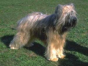 A dog image from https://images.dog.ceo/breeds/briard/n02105251_1382.jpg