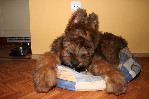 A dog image from https://images.dog.ceo/breeds/briard/n02105251_224.jpg