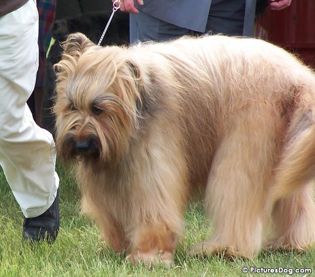 A dog image from https://images.dog.ceo/breeds/briard/n02105251_3718.jpg