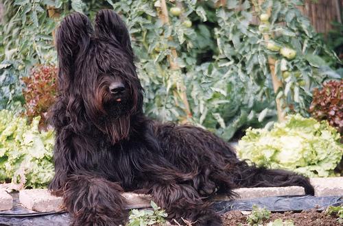 A dog image from https://images.dog.ceo/breeds/briard/n02105251_4996.jpg