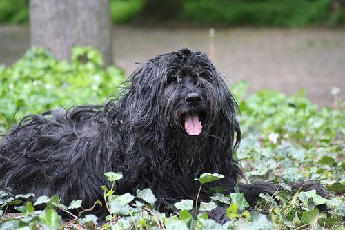 briard