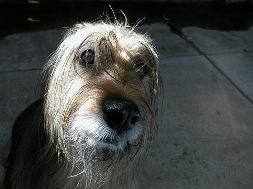 A dog image from https://images.dog.ceo/breeds/briard/n02105251_5384.jpg