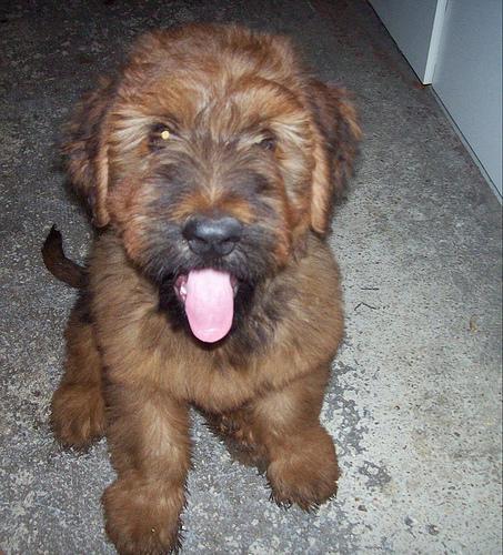 A dog image from https://images.dog.ceo/breeds/briard/n02105251_6335.jpg