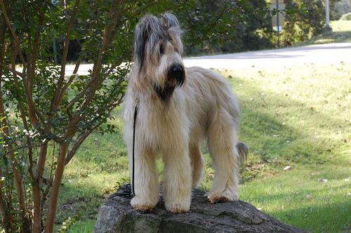 A dog image from https://images.dog.ceo/breeds/briard/n02105251_6580.jpg