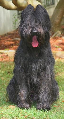 A dog image from https://images.dog.ceo/breeds/briard/n02105251_6805.jpg