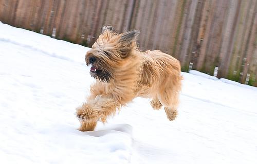 A dog image from https://images.dog.ceo/breeds/briard/n02105251_6867.jpg