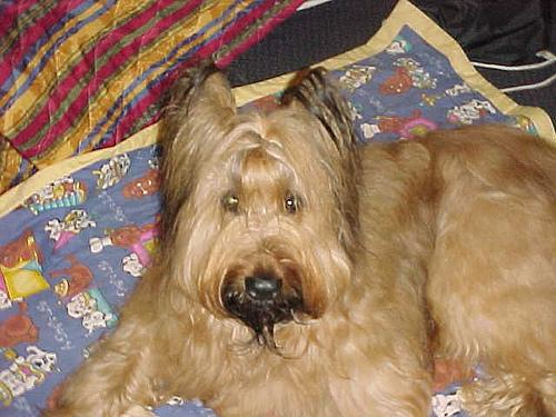 A dog image from https://images.dog.ceo/breeds/briard/n02105251_6907.jpg