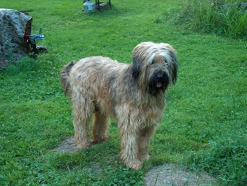 A dog image from https://images.dog.ceo/breeds/briard/n02105251_7044.jpg