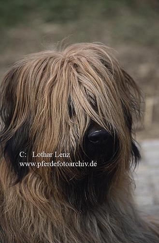 A dog image from https://images.dog.ceo/breeds/briard/n02105251_7058.jpg