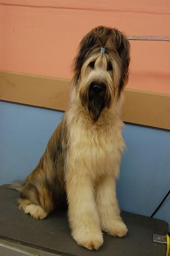 A dog image from https://images.dog.ceo/breeds/briard/n02105251_7170.jpg