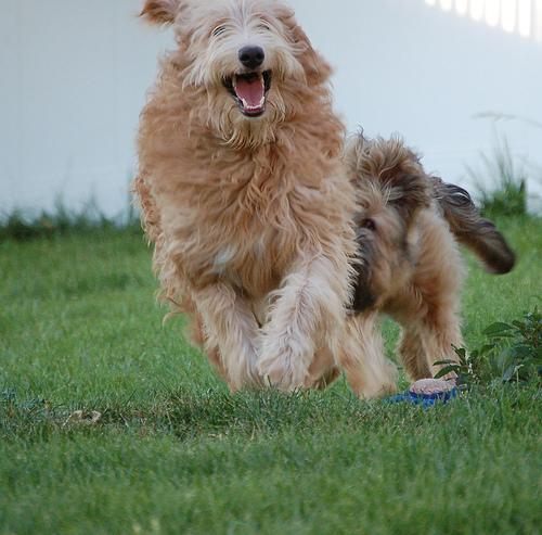 A dog image from https://images.dog.ceo/breeds/briard/n02105251_7223.jpg