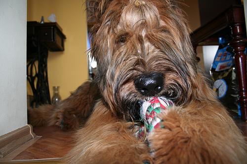 A dog image from https://images.dog.ceo/breeds/briard/n02105251_7348.jpg