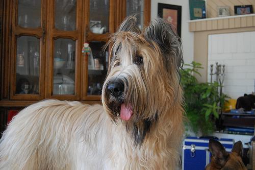 briard