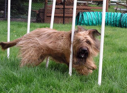 A dog image from https://images.dog.ceo/breeds/briard/n02105251_7593.jpg