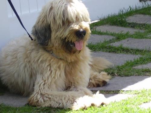 A dog image from https://images.dog.ceo/breeds/briard/n02105251_8027.jpg