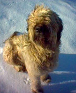 A dog image from https://images.dog.ceo/breeds/briard/n02105251_8075.jpg