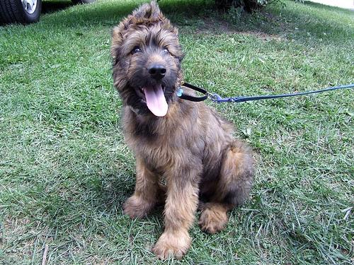 A dog image from https://images.dog.ceo/breeds/briard/n02105251_8082.jpg