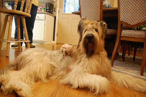 A dog image from https://images.dog.ceo/breeds/briard/n02105251_8094.jpg