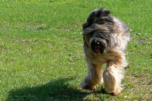 A dog image from https://images.dog.ceo/breeds/briard/n02105251_8296.jpg