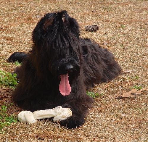 A dog image from https://images.dog.ceo/breeds/briard/n02105251_8384.jpg