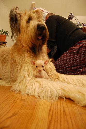 A dog image from https://images.dog.ceo/breeds/briard/n02105251_8587.jpg