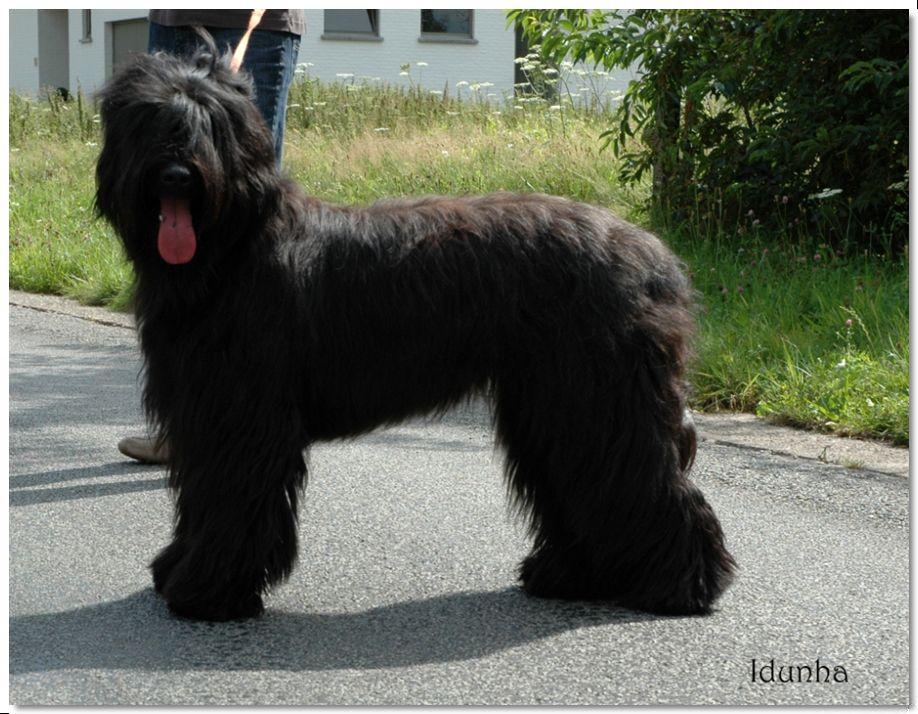 A dog image from https://images.dog.ceo/breeds/briard/n02105251_8643.jpg