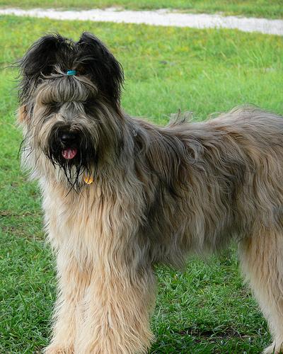 briard