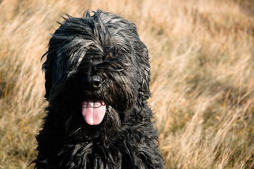 briard