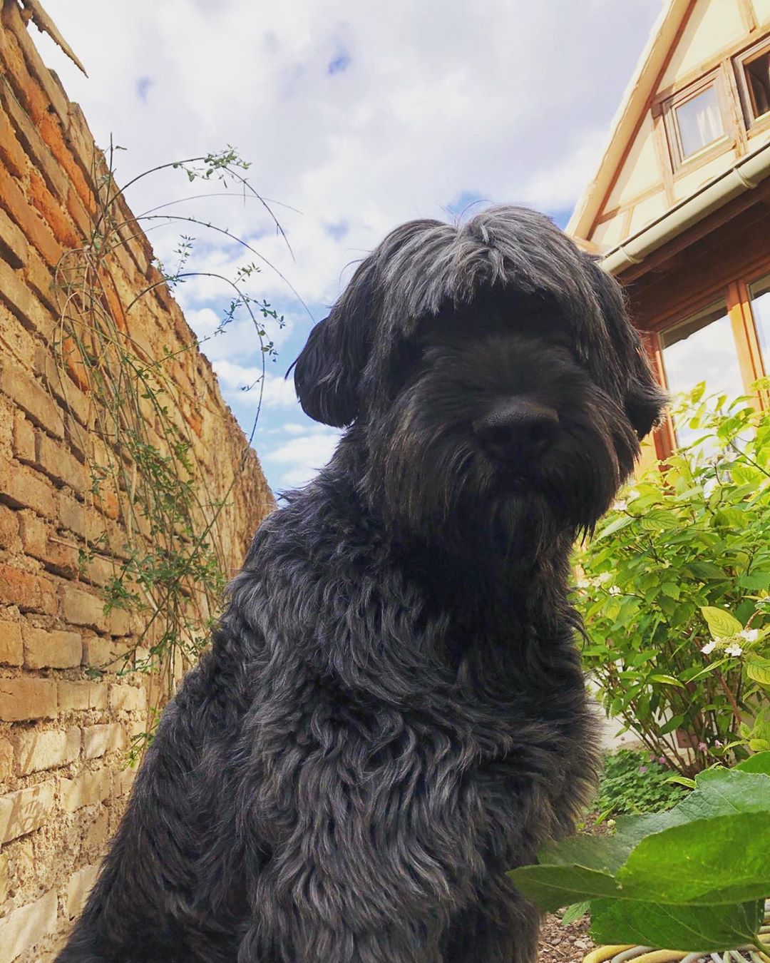 A dog image from https://images.dog.ceo/breeds/briard/n02105251_8891.jpg