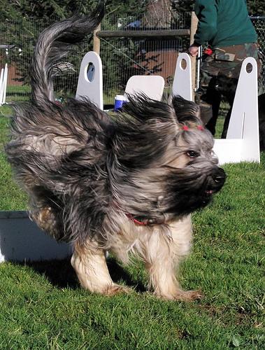 A dog image from https://images.dog.ceo/breeds/briard/n02105251_9020.jpg