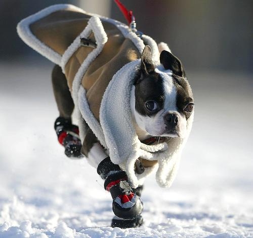 A dog image from https://images.dog.ceo/breeds/bulldog-boston/n02096585_10596.jpg