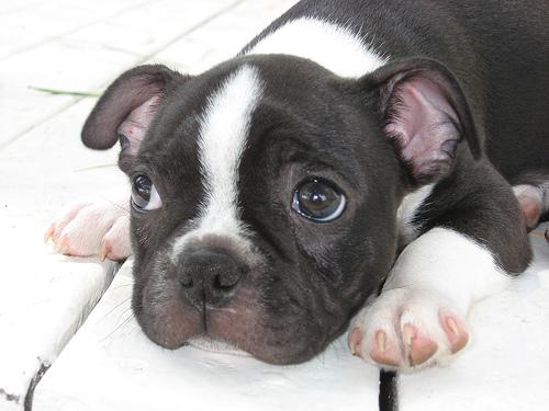 A dog image from https://images.dog.ceo/breeds/bulldog-boston/n02096585_1737.jpg