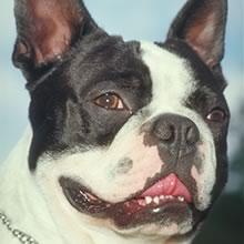 A dog image from https://images.dog.ceo/breeds/bulldog-boston/n02096585_2727.jpg