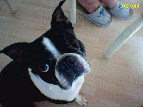 A dog image from https://images.dog.ceo/breeds/bulldog-boston/n02096585_2800.jpg