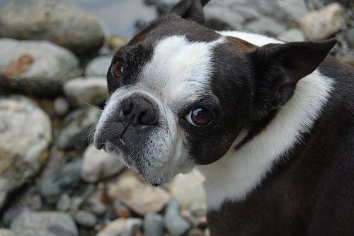 A dog image from https://images.dog.ceo/breeds/bulldog-boston/n02096585_6028.jpg