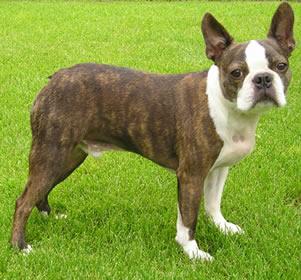 A dog image from https://images.dog.ceo/breeds/bulldog-boston/n02096585_6653.jpg