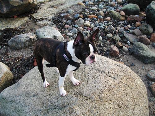 A dog image from https://images.dog.ceo/breeds/bulldog-boston/n02096585_8120.jpg