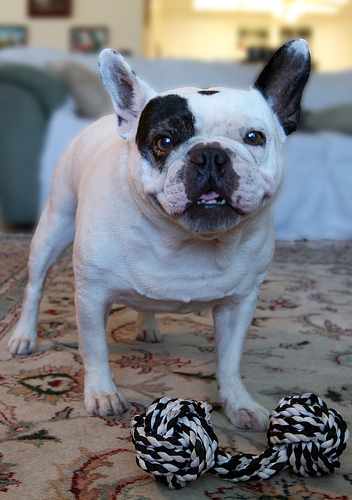 A dog image from https://images.dog.ceo/breeds/bulldog-french/n02108915_12317.jpg