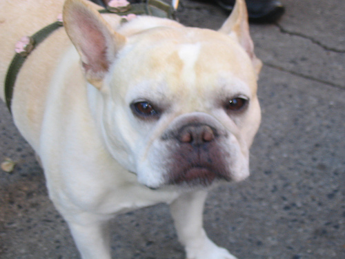 A dog image from https://images.dog.ceo/breeds/bulldog-french/n02108915_1752.jpg