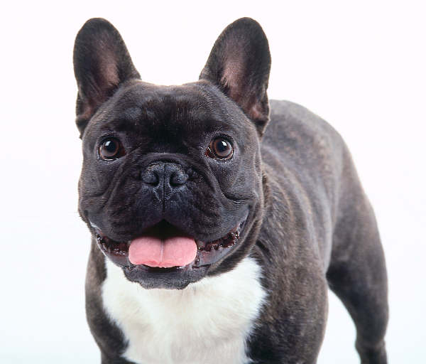 A dog image from https://images.dog.ceo/breeds/bulldog-french/n02108915_5201.jpg