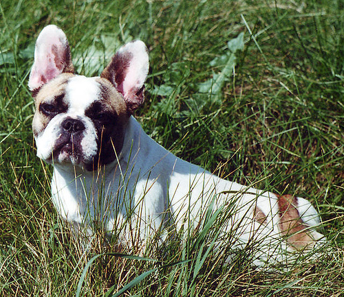 A dog image from https://images.dog.ceo/breeds/bulldog-french/n02108915_5319.jpg