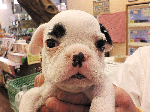 A dog image from https://images.dog.ceo/breeds/bulldog-french/n02108915_5337.jpg