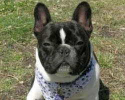 A dog image from https://images.dog.ceo/breeds/bulldog-french/n02108915_656.jpg