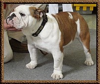 A dog image from https://images.dog.ceo/breeds/bulldog-french/n02108915_7806.jpg