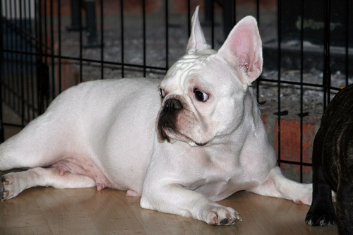 A dog image from https://images.dog.ceo/breeds/bulldog-french/n02108915_8604.jpg