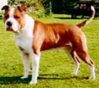 A dog image from https://images.dog.ceo/breeds/bullterrier-staffordshire/n02093256_2542.jpg