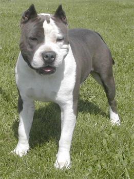 A dog image from https://images.dog.ceo/breeds/bullterrier-staffordshire/n02093256_5646.jpg